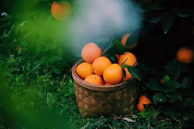 秋季吃柳丁有什麼好處？